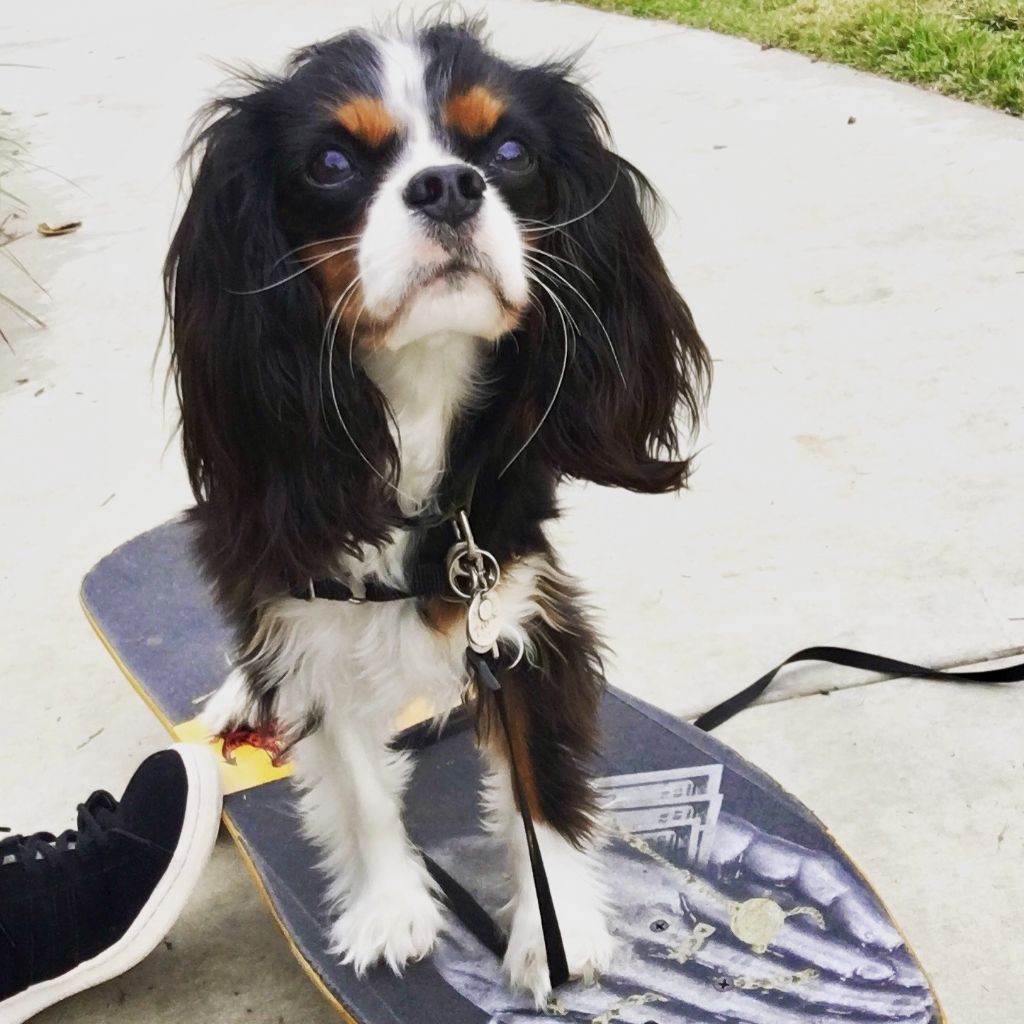 Tali, The Athlete, standing on a skateboard