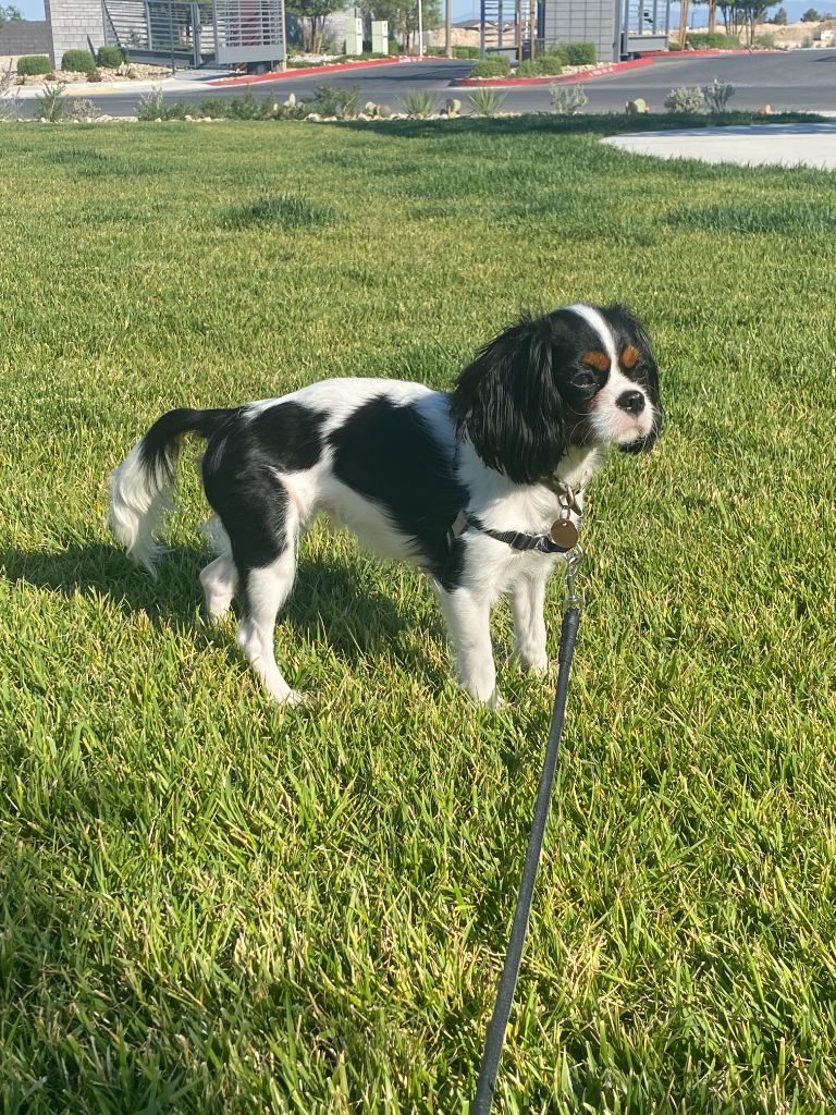 Trinity, The Little Clown, standing on the grass